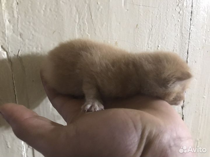 Кошка в дар бесплатно