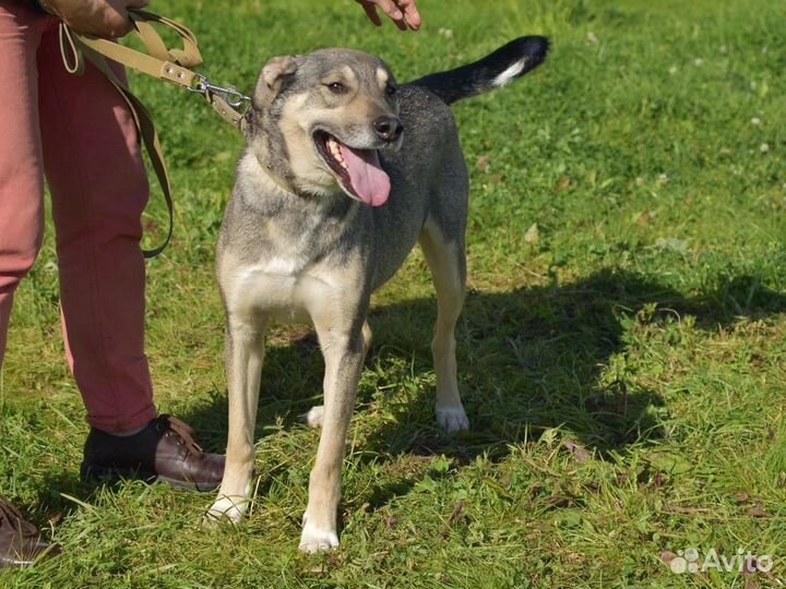 Отличный пёс в дар