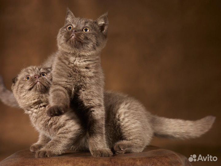 Молодой кот. Вязка