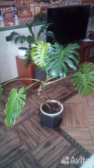 Продам монстеру 5 лет