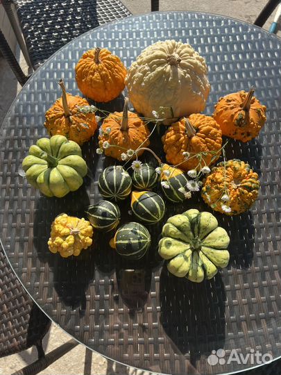 Тыквы декоративные
