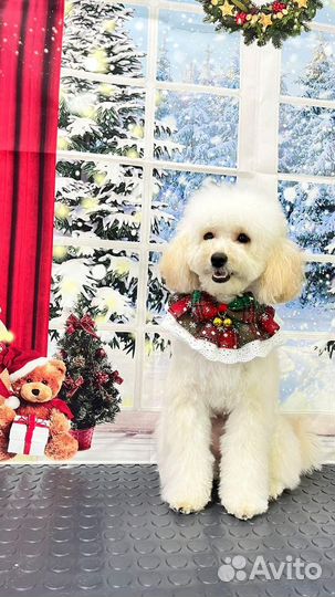 Услуги кинолога для собак. Лучший результат