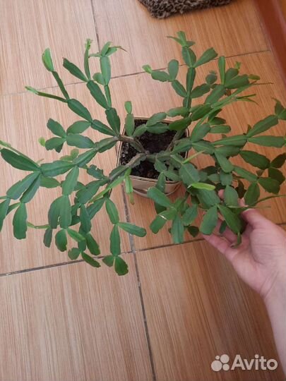 Декабрист, взрослое растение