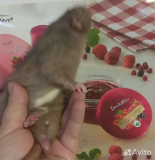 Малыши крысята Дамбо на подарки