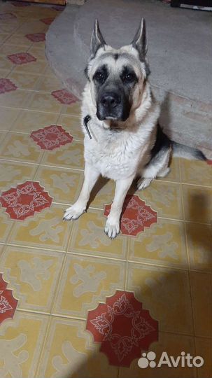 Вязка восточноевропейская овчарка