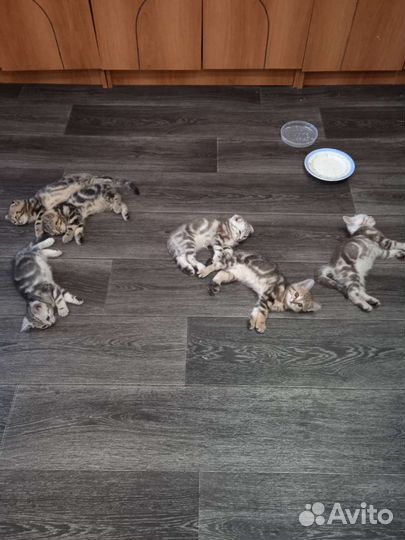 Шотландские котята