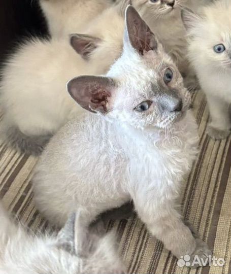 Котик девон рекс