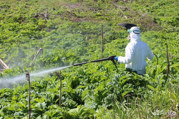 Тараканов клопов клещей комаров плесени борщевика