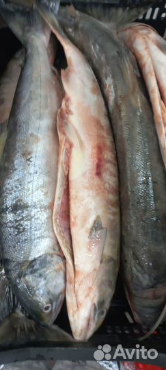 Кета потрошенная с головой