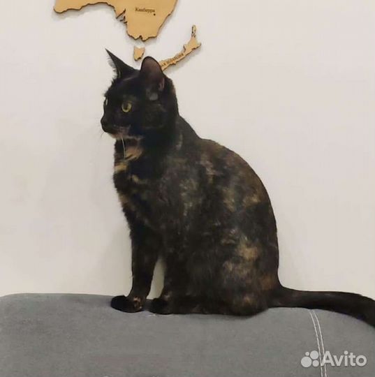 Стерилизованная молодая кошечка в добрые руки