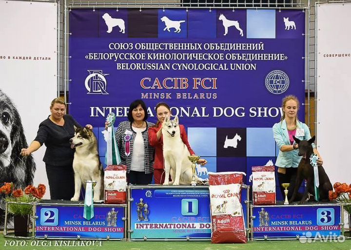 Кинологический центр Top Dog