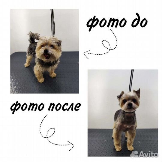 Стрижка,уход для собак/кошек. Груминг