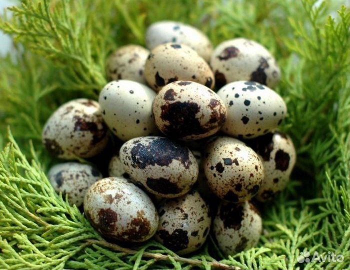 Яйца перепелиные