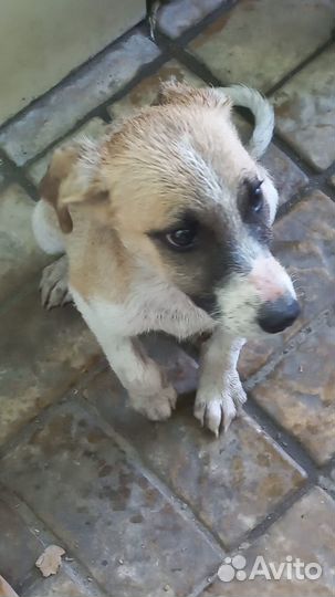 Собака в добрые руки щенок Полкан