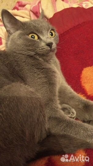 Вязка британской кошки бесплатно