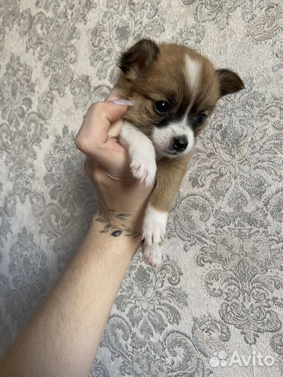 Щенки шпиц чихуа