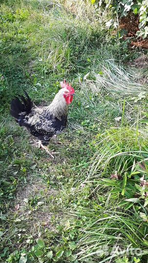 Молодые петухи