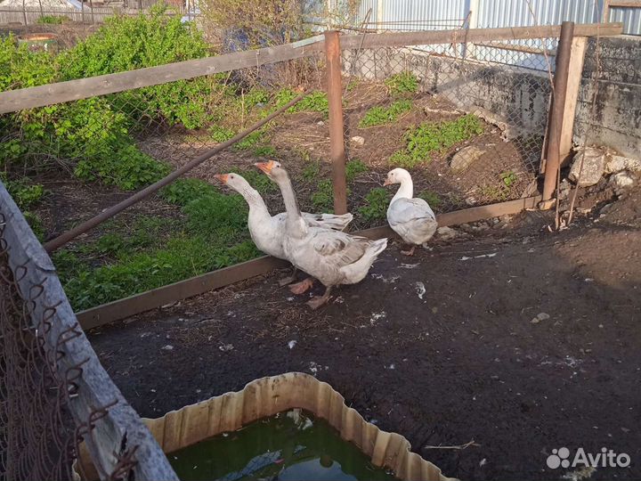 Гуси Линда и Серые крупные