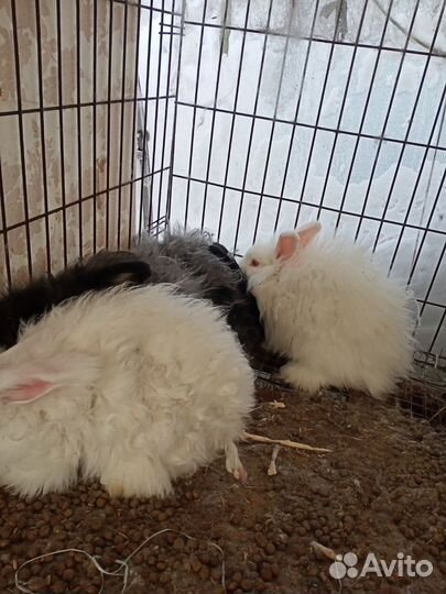 Немецкая ангора