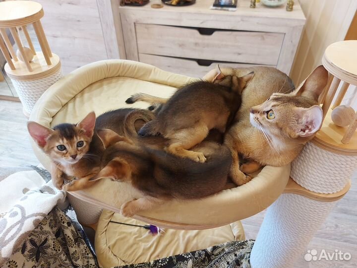Абиссинские котята от породистых и изящных кошек