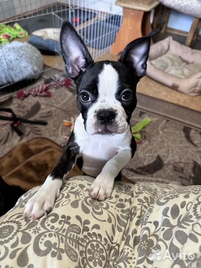 Щенки бостон терьер