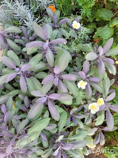 Шалфей пурпурный