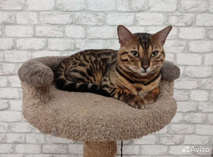 Бенгальские котята