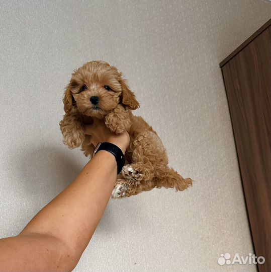 Мальтипу f1мини коричневая девочка, Москва