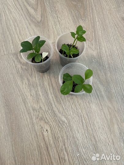 Лимонное дерево