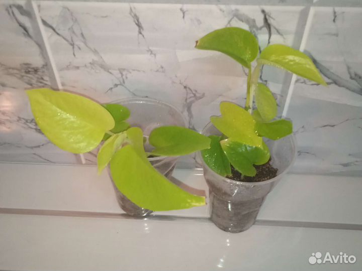 Эпипремнум neon