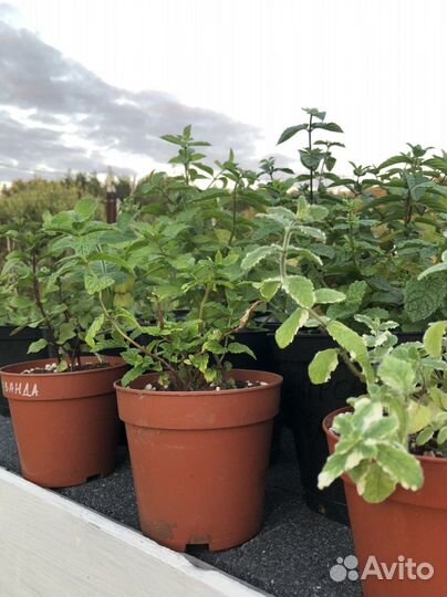 Мята сортовая