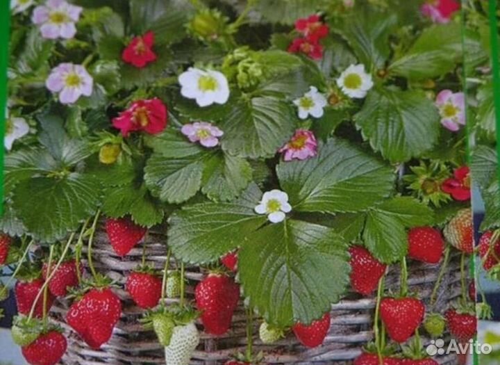 Клубника и земляника