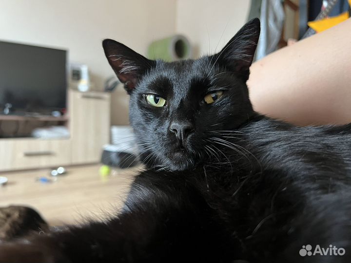 Кот черный и большой в добрые руки дар бесплатно