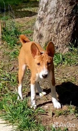 Басенджи девочка