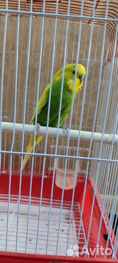 Волнистый попугай с клеткой