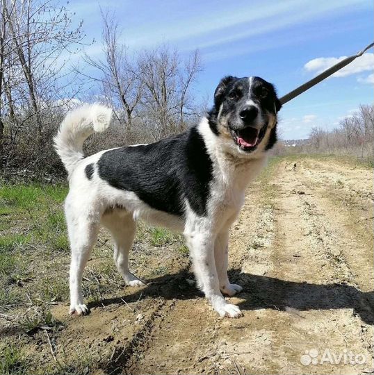 Собака Васяня