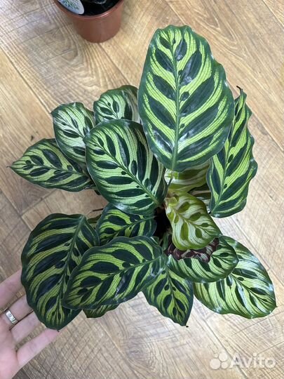 Калатеи разных сортов