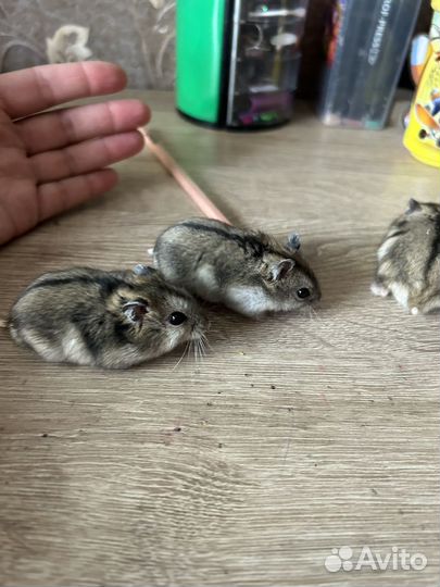 Джунгарский хомяк