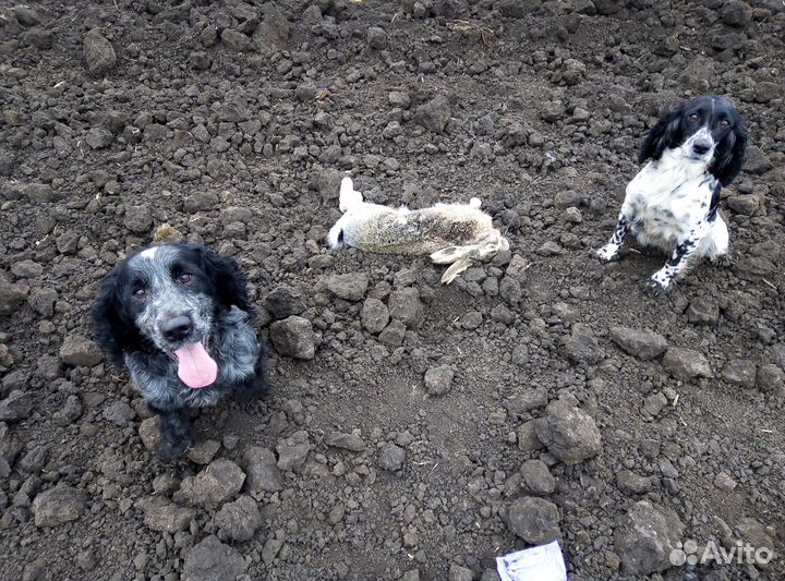 Щенки русского охотничьего спаниеля