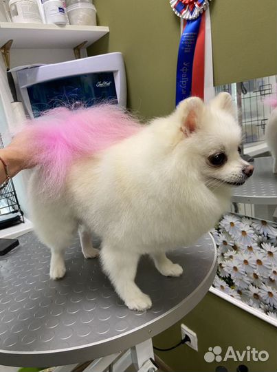 Стрижка любых животных,обучение груммингу