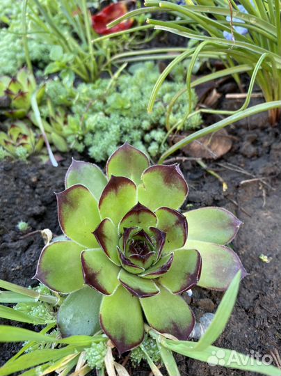 Каменная роза