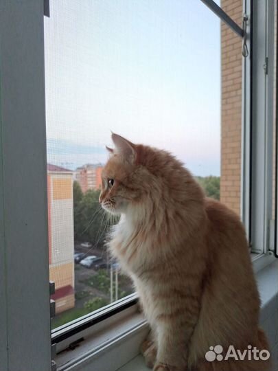 Рыжая кошка девочка