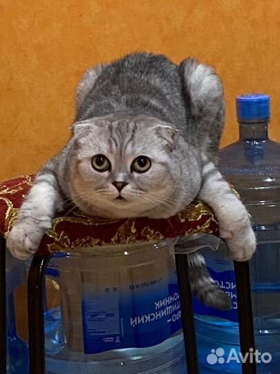 Шотландская