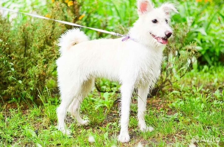 Мальчик и девочка метисы в добрые руки (даром)