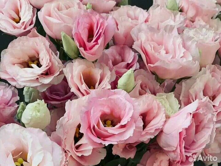 Эустома рассада