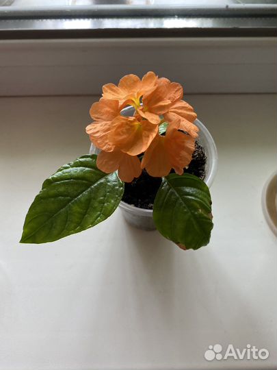 Кроссандра