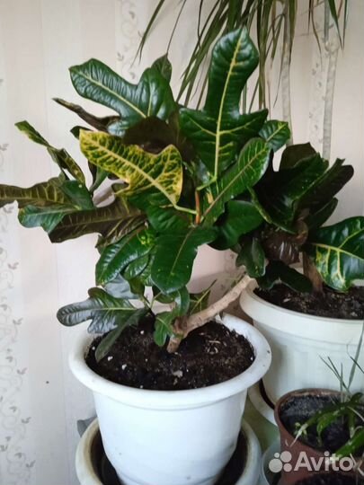 Кротон-Кодиеум экселент