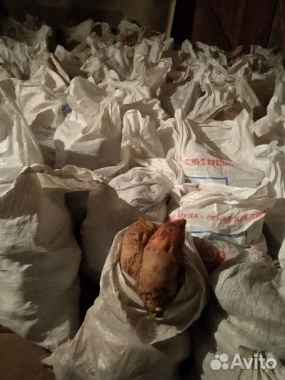 Свекла кормовая,на корм скоту