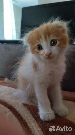Кошка в добрые руки
