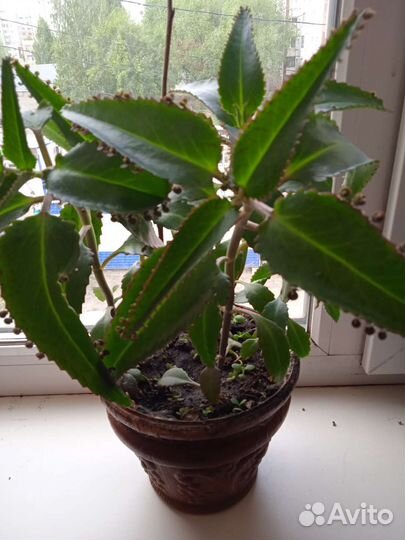 Каланхоэ лечебное